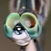 dragonfly eye