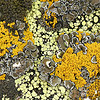 rock lichen