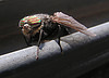 Family: Tabanidae (Horse Fly)